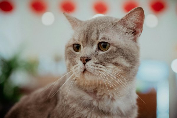 Scopri le Tecniche di Valutazione Immobiliare Ideali per Castelli Storici in Piemonte